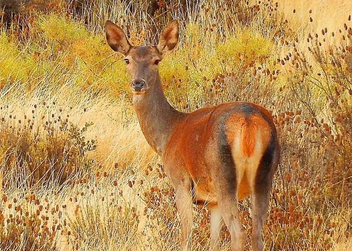 Penzion Casa Del Ingeniero ,4 Hab 8 Pers 3 Chimeneas Con Horno,Alberca Puerto de la Laja fotorgafie